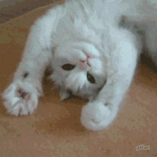 _images/cat-stretching.gif