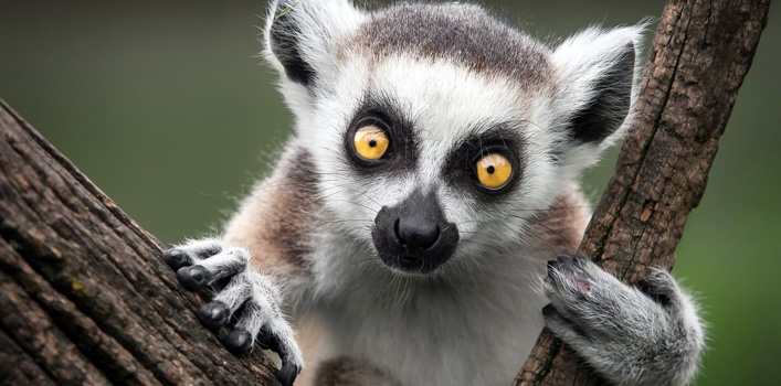 ../_images/lemur.jpg